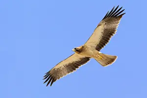Booted Eagle Print - Juvenile in Flight from Below