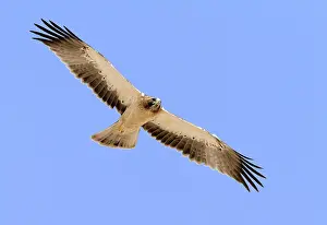 Raptor Bird Photography Prints: Booted Eagle, Hieraaetus pennatus