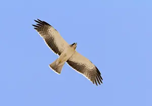 Booted Eagle Prints: Booted Eagle, Hieraaetus pennatus