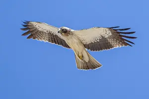 European Bird Life Prints: Booted Eagle, Hieraaetus pennatus