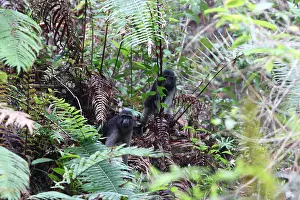 Tropical Rainforest Mammals Prints: Booted Macaque, Macaca ochreata