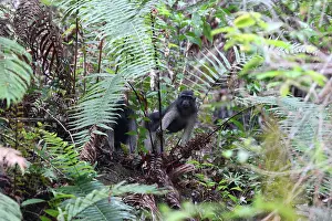 Tropical Rainforest Mammals Prints: Booted Macaque, Macaca ochreata