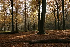 Beech Tree Forest Europe Prints: Bos, Forest