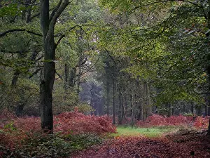 European Forest Landscape Prints: Bos, Forest