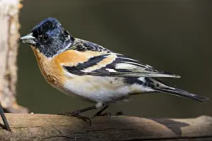 Finland Nature Photography Prints: Brambling