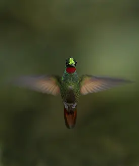 Jungle Wildlife Photography Prints: Brazilian Ruby (Heliodoxa rubricauda)