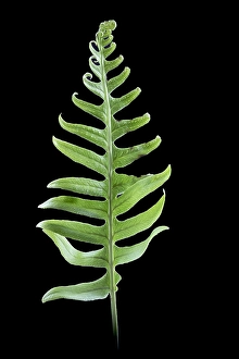 Wildlife Conservation Efforts Prints: Brede eikvaren, Intermediate Polypody, Polypodium interjectum