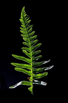 European Ferns Prints: Brede eikvaren, Intermediate Polypody, Polypodium interjectum
