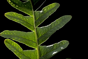European Ferns Prints: Brede eikvaren, Intermediate Polypody, Polypodium interjectum