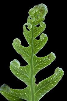 Wildlife Conservation Europe Prints: Brede eikvaren, Intermediate Polypody, Polypodium interjectum
