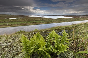 European Fern Species Prints: Brede eikvaren, Intermediate Polypody, Polypodium interjectum