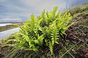 Wildlife Conservation Europe Prints: Brede eikvaren, Intermediate Polypody, Polypodium interjectum