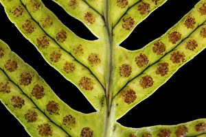 European Ferns Prints: Brede eikvaren, Intermediate Polypody, Polypodium interjectum