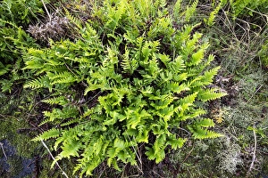 European Ferns Prints: Brede eikvaren, Intermediate Polypody, Polypodium interjectum