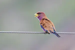Coraciiformes Species Prints: Broad-billed Roller, Eurystomus glaucurus