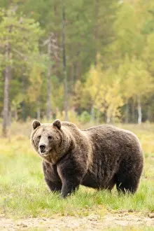 Wild Animal Fauna Prints: Brown bear, Ursus arctos