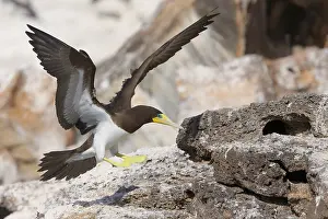 African Wildlife Birds Prints: Brown Booby