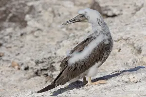 Sulidae Family Birds Prints: Brown Booby
