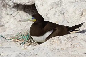 Sulidae Family Birds Prints: Brown Booby