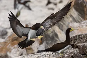 African Wildlife Birds Prints: Brown Booby