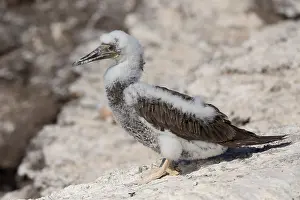 African Wildlife Birds Prints: Brown Booby