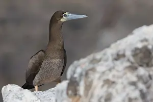 Sulidae Family Birds Prints: Brown Booby