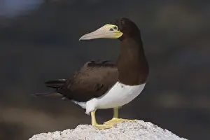 Sulidae Family Birds Prints: Brown Booby