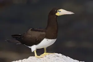 Sulidae Family Birds Prints: Brown Booby