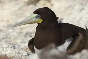 Sulidae Family Birds Prints: Brown Booby