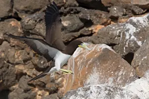 African Wildlife Birds Prints: Brown Booby