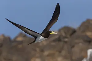 African Wildlife Animals Prints: Brown Booby