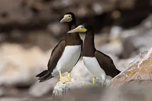 Sulidae Family Birds Prints: Brown Booby