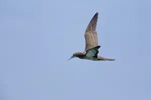 African Wildlife Birds Prints: Brown Booby