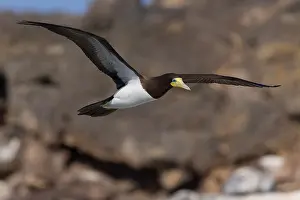 Sulidae Family Birds Prints: Brown Booby