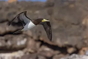 African Wildlife Animals Prints: Brown Booby