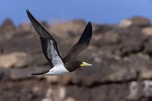 African Wildlife Animals Prints: Brown Booby