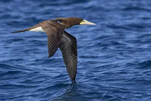 Nature Photography Birds Prints: Brown booby in flight