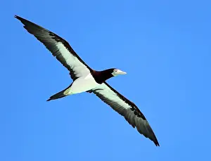 Blue Sky Nature Scenes Prints: Brown Booby, Sula leucogaster plotus
