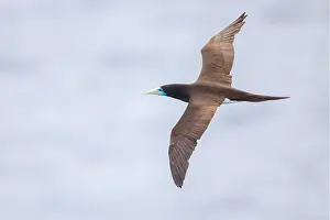 Seabird In Flight Prints: Brown Booby, Sula leucogaster plotus