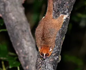 Madagascar Mammals Prints: Brown Mouse Lemur, Microcebus rufus