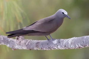 Brown Noddy Print on Rodrigues Island