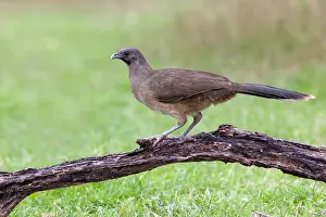 North American Wildlife Photos Prints: Bruine Chachalaca, Plain Chachalaca, Ortalis vetula
