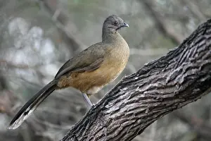 North American Wildlife Photos Prints: Bruine Chachalaca, Plain Chachalaca, Ortalis vetula