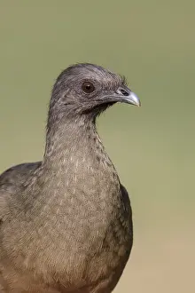 Bruine Chachalaca Print - Adult Bird in Hidalgo County, Texas