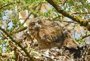 Eurasian Eagle Owl Prints: Bubo bubo