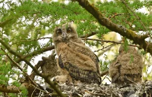 Eurasian Eagle Owl Prints: Bubo bubo