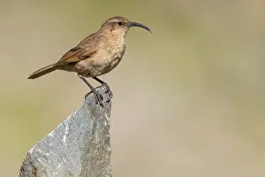 Argentina Bird Species Prints: Buff-breasted Earthcreeper, Upucerthia validirostris