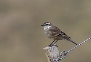 Images Dated 6th March 2006: Buff-winged cinclodes Print - Perched on a wooden pole in Agami, Argentina