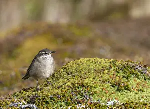 Wildlife In South America Prints: Buff-winged cinclodes, Cinclodes fuscus