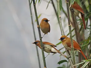 Southeast Asian Birds Prints: Buffy Laughingthrush